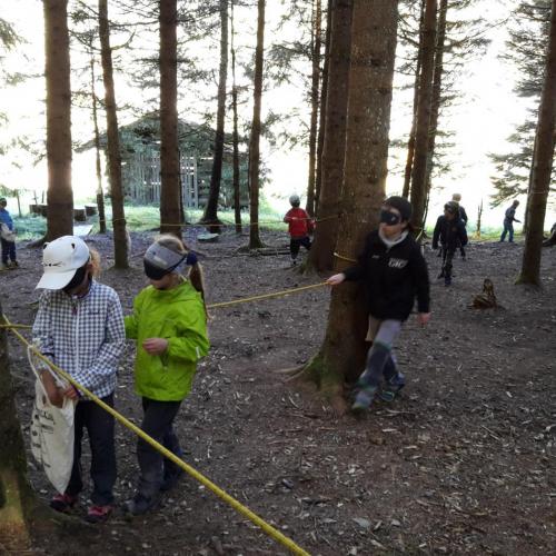 Wald 2. Klasse