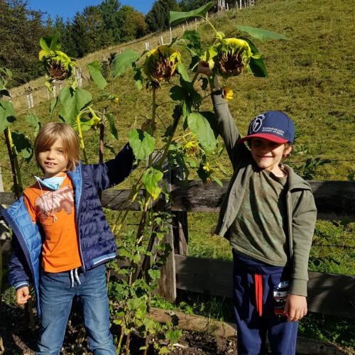 Sonnenblumen