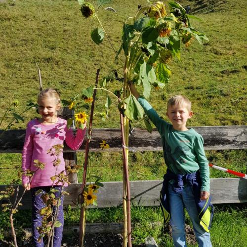 Sonnenblumen