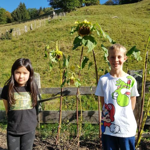 Sonnenblumen