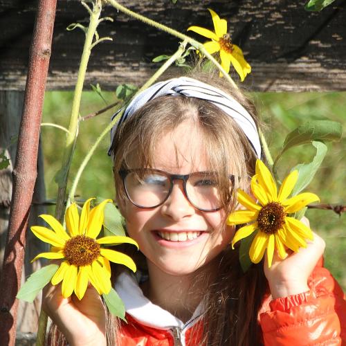 Sonnenblumen