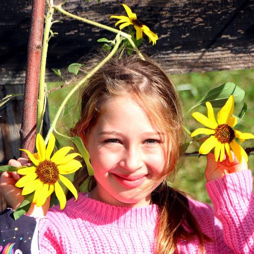 Sonnenblumen