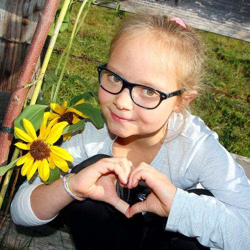 Sonnenblumen