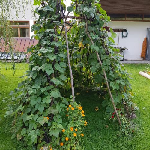 Schulgarten1