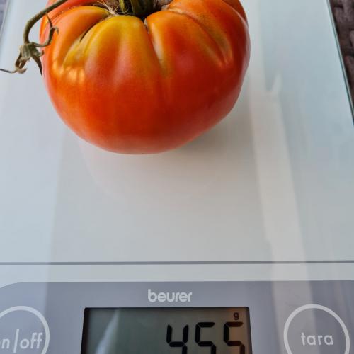 Tomate