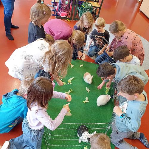 Hasen von Hannah (2)