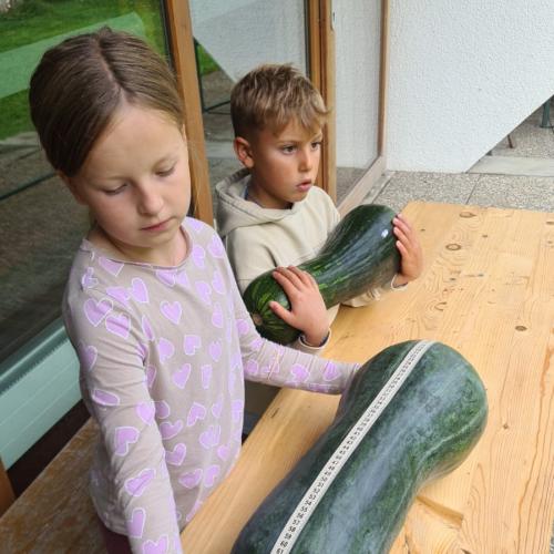 Kürbiswettbewerb1