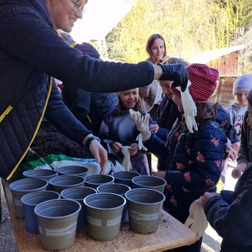 Sonnenblumenwettbewerb 2025