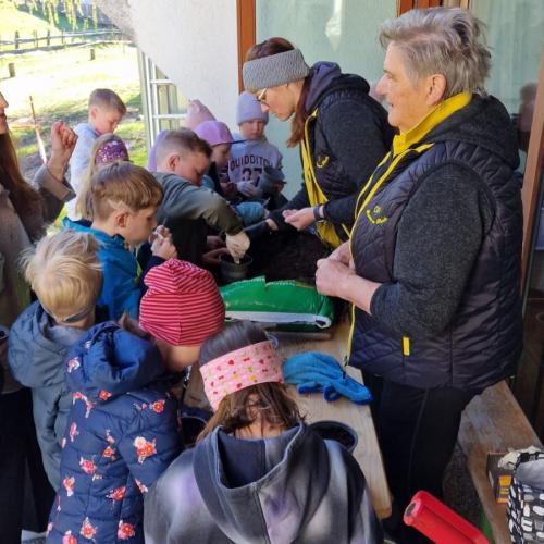 Sonnenblumenwettbewerb 2025