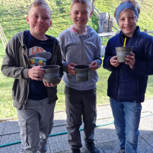 Sonnenblumenwettbewerb 2025