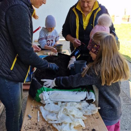 Sonnenblumenwettbewerb 2025