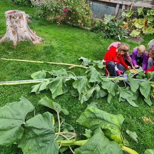 Sonnenblume messen 2