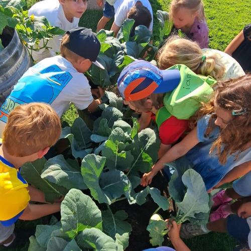 Kinder beugen sich über Gemüsebeet