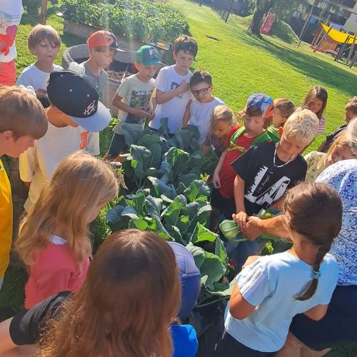 Kinder bei Kohlrabibeet