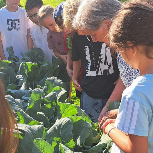 Kinder bei Kohlrabibeet