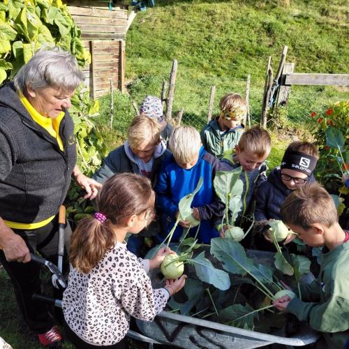 Kohlrabiernte