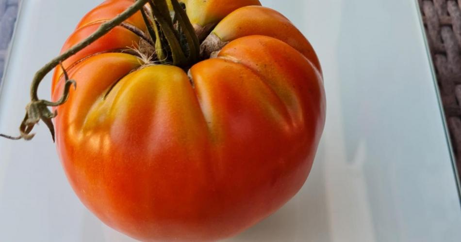 schwerste Tomate