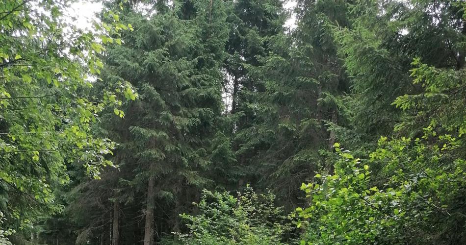 Wald1