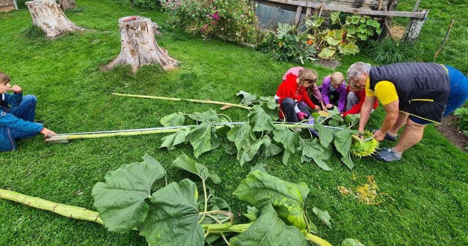 Sonnenblume messen 2