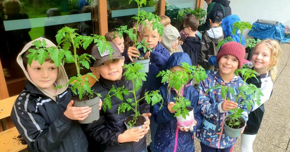 Kinder mit Tomatenpflanzen in der Hand