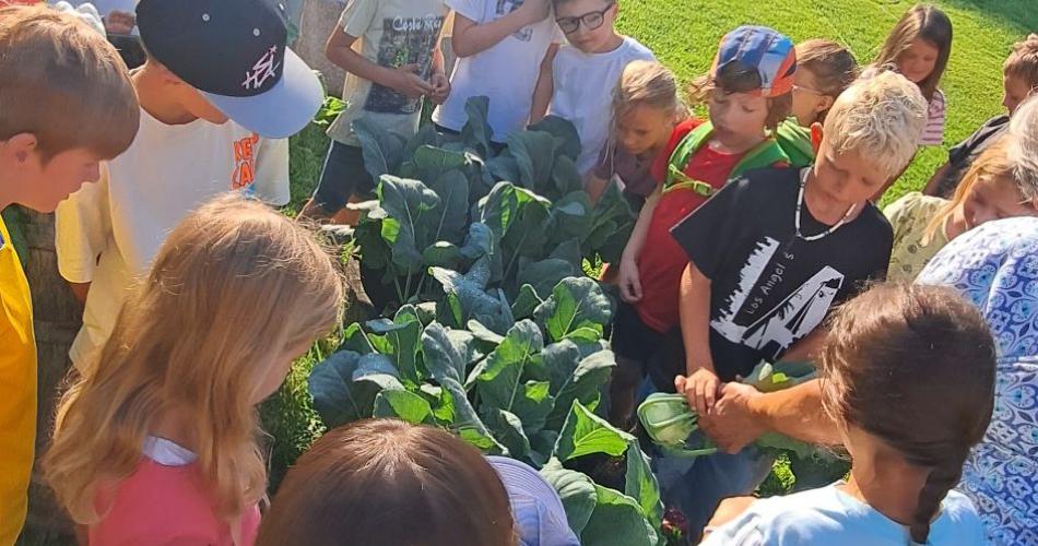Kinder bei Kohlrabibeet